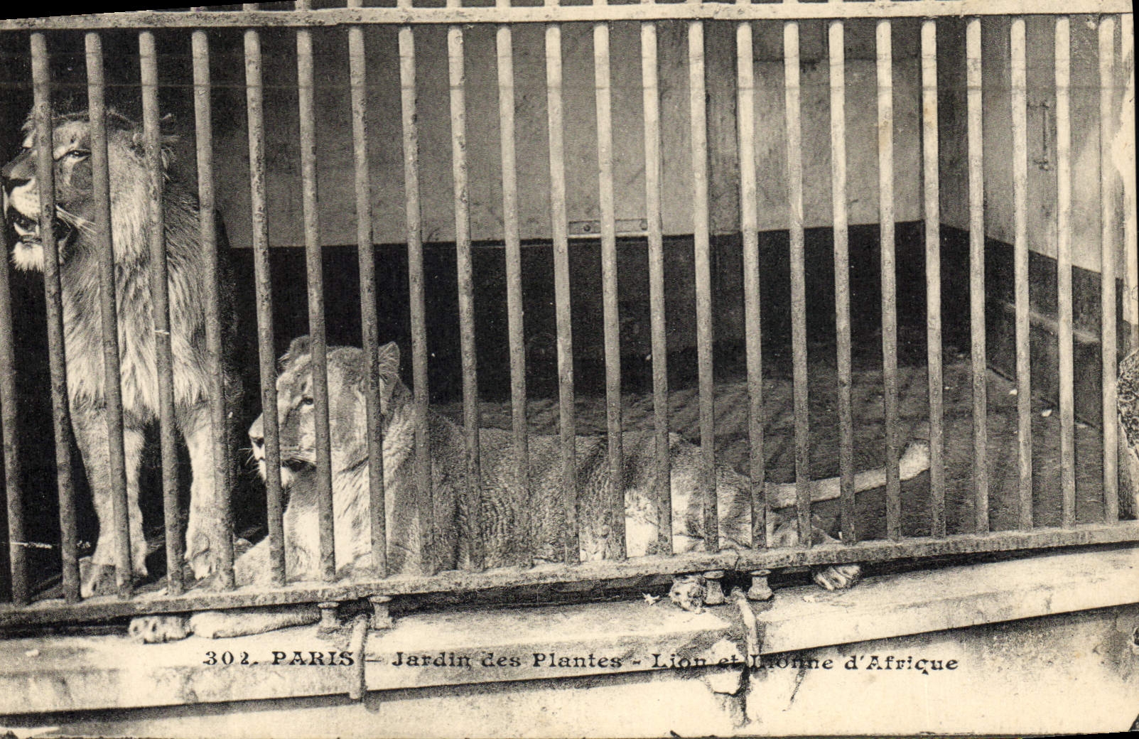 Lion et Lionne d'Afrique — Jardin des Plantes — Paris — n° 302