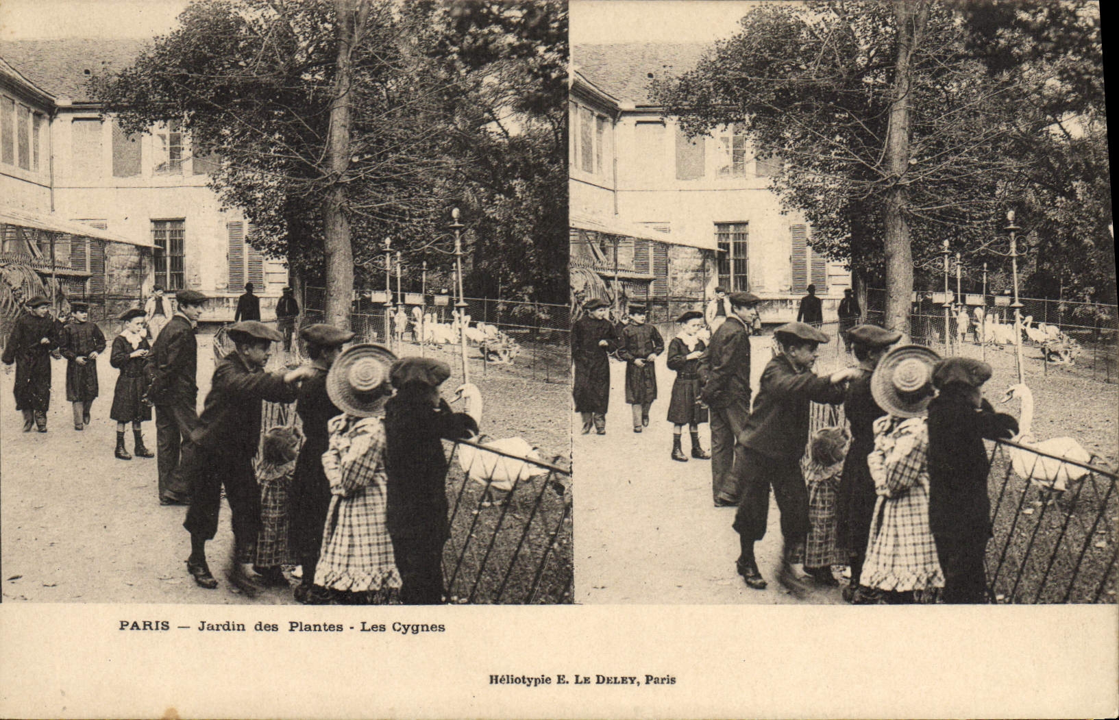 PARIS — Jardin des Plantes — Les Cygnes — Héliotypie E. LE DELEY, Paris