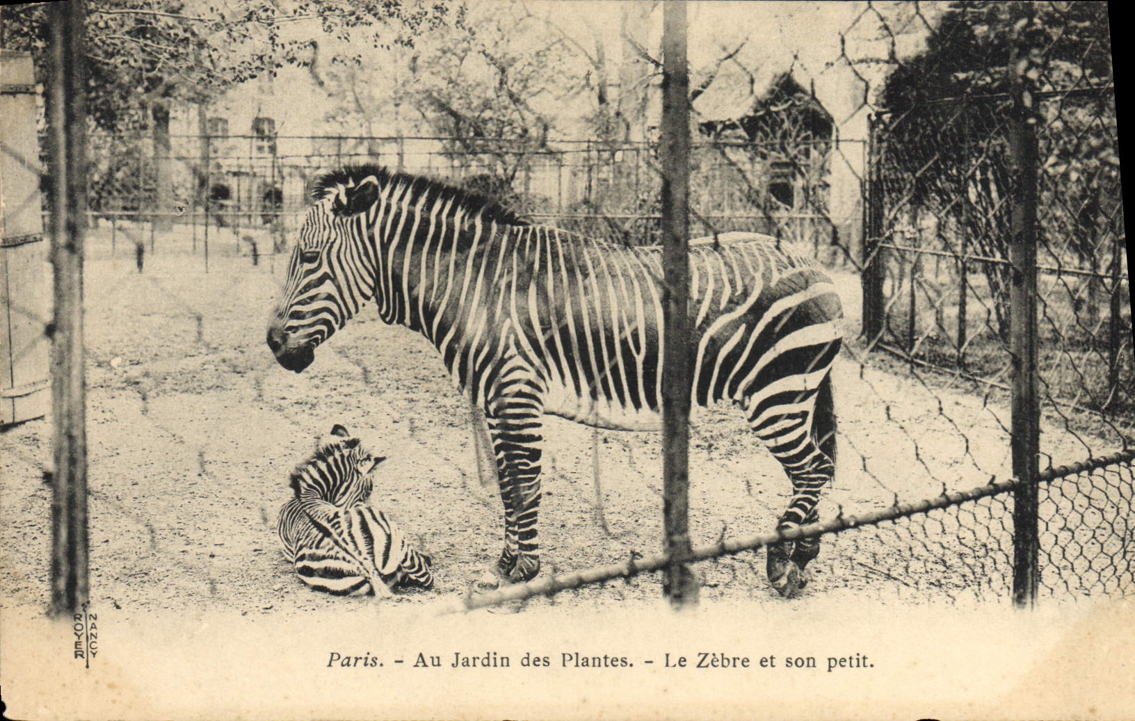 Paris - Au Jardin des Plantes - Le Zèbre et son petit.