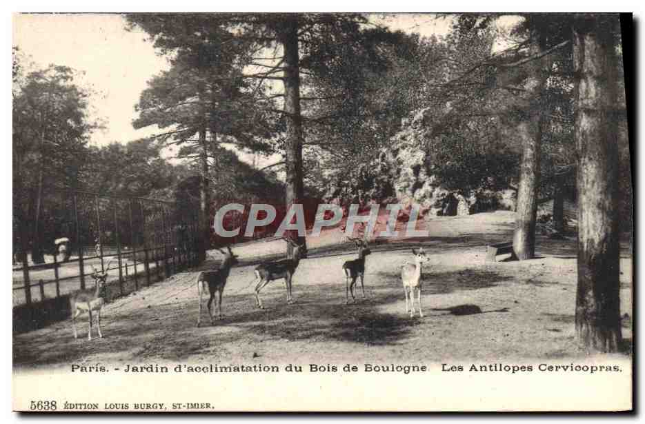 CPA Paris Jardin d'acclimatation du Bois de Boulogne Les antilopes Cervicopras