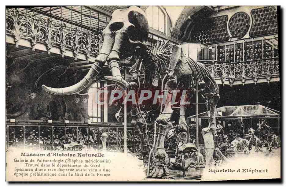 CPA Paris Museum d'Histoire Naturelle Galerie de paleontologie Squelette d'elephant