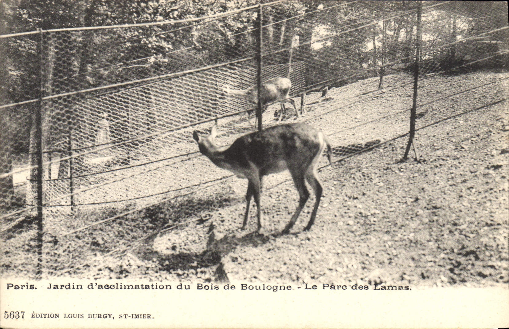 Paris - Jardin d'acclimatation du Bois de Boulogne - Le Parc des Lamass. - Édition Louis Burgy, ST-IMIER. N° 5637