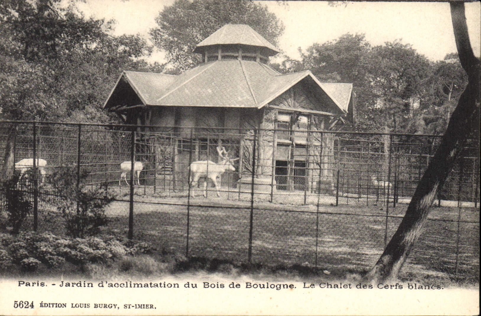 Paris - Jardin d'acclimatation du Bois de Boulogne. Le Chalet des Cerfs blancs — Édition Louis Burgy, ST-IMIER, n° 5624