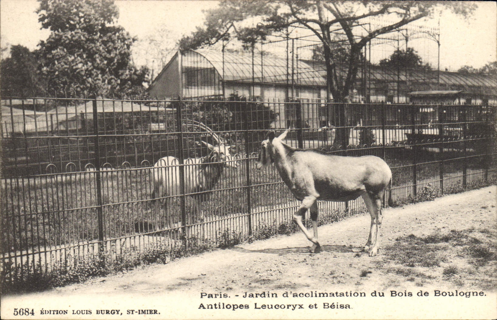 Antilopes Leucoryx et Béisa — Jardin d'acclimatation du Bois de Boulogne — Édition Louis Burgy, St-Imier, n° 5684