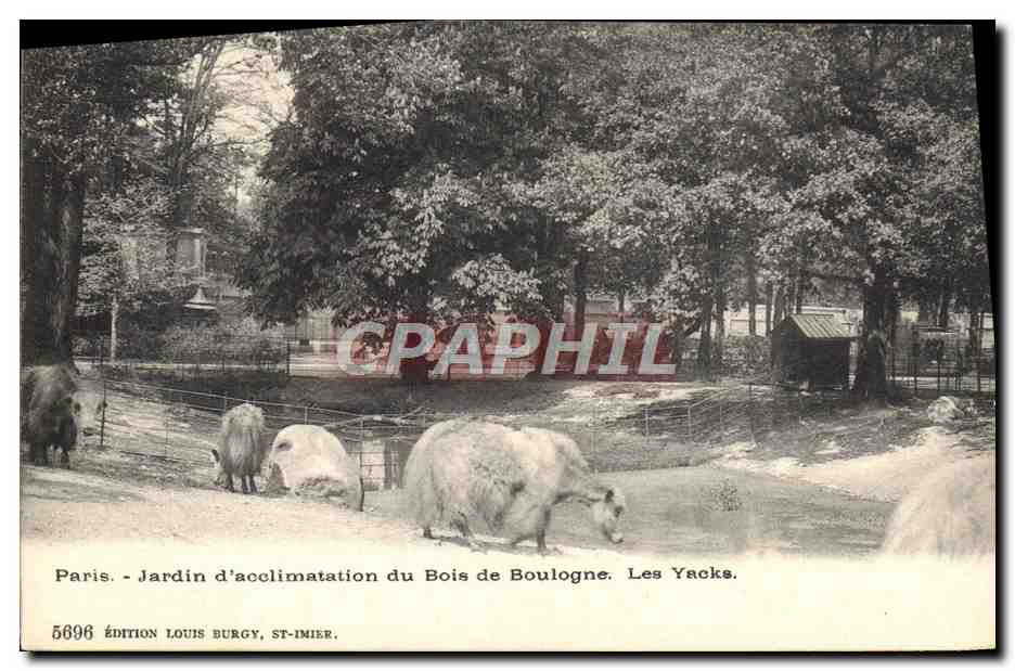 Paris - Jardin d'acclimatation du Bois de Boulogne. Les Yacks. — Édition Louis Burgy, ST-IMIER, n° 5696