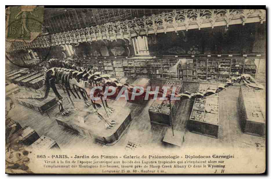 CPA Paris Jardin des Plantes Galerie de paleontologie Diplodocus Carnegiei Dinosaure