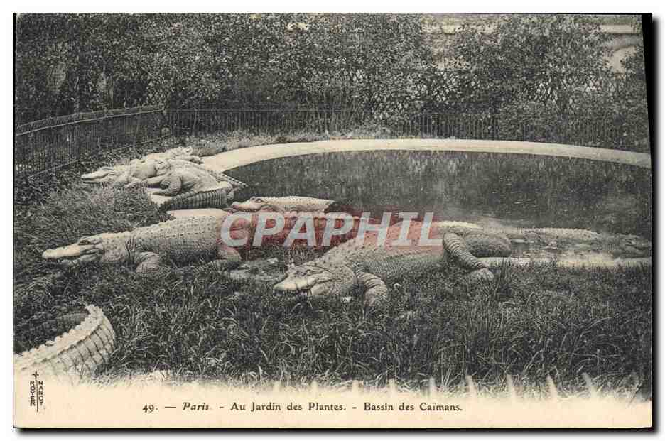 Paris — Au Jardin des Plantes — Bassin des Caimans — CPAPHIL n°49