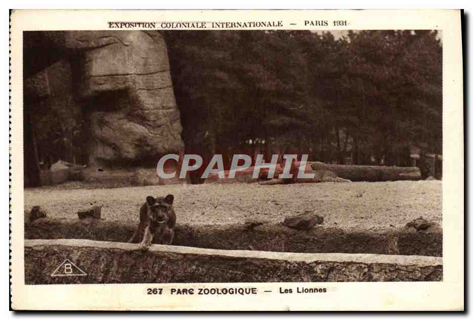 CPA Paris Exposition coloniale internationale 1931 Parc zoologique Les lionne slion