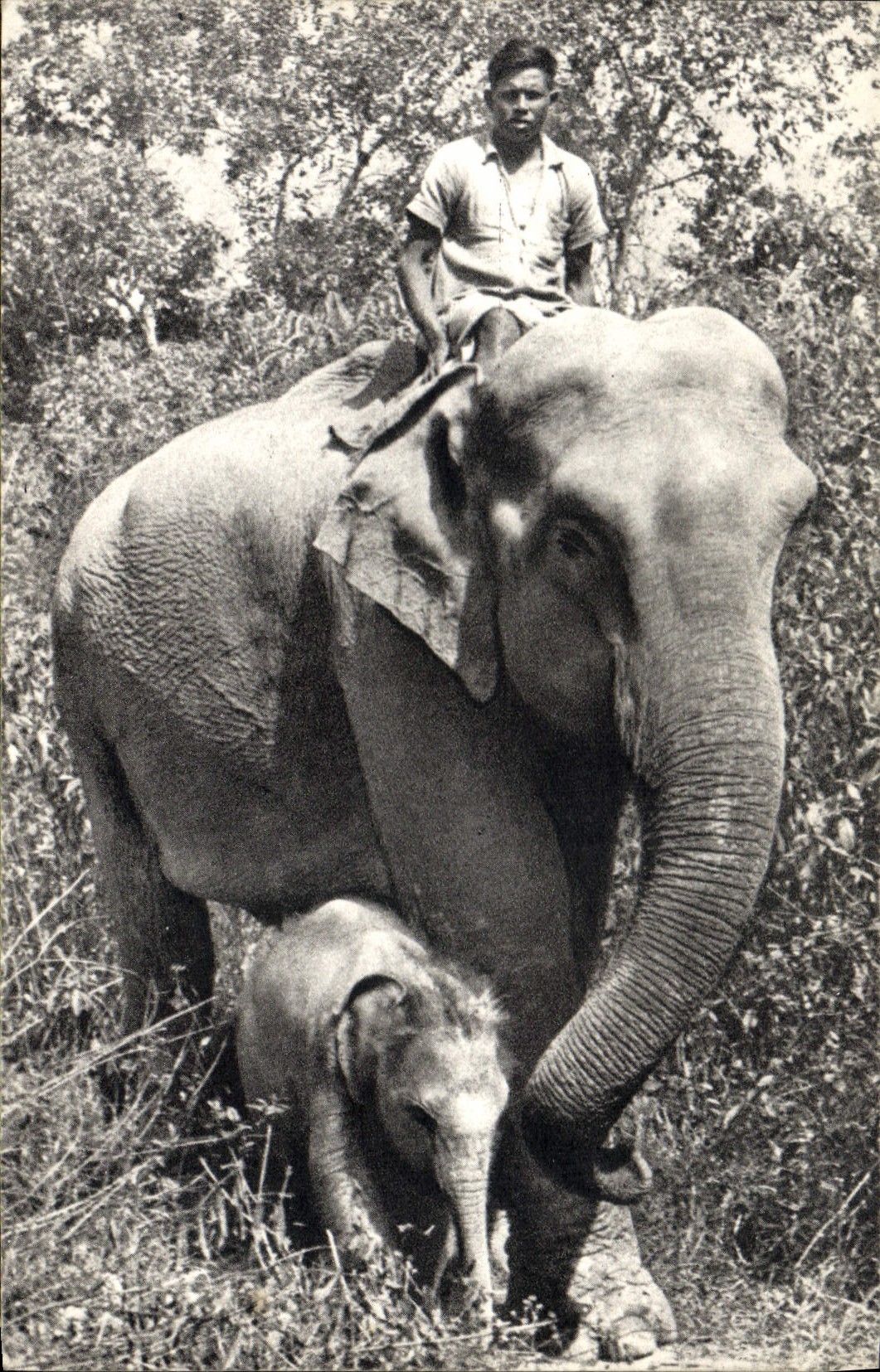 CPA Elephante des Indes et son petit Elephant
