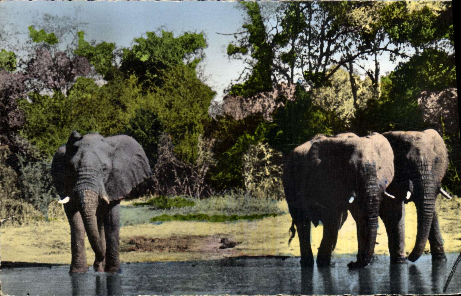 CPM Faune africaine Elephants a la riviere 