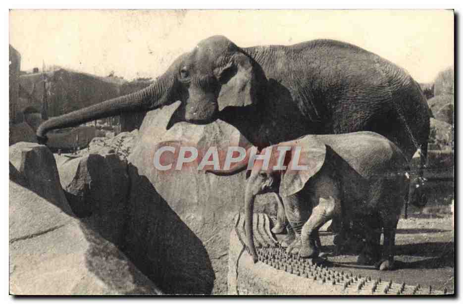 CPA Parc zoologique du Bois de Vincennes Paris Un elephant d'Asie femelle et Micheline