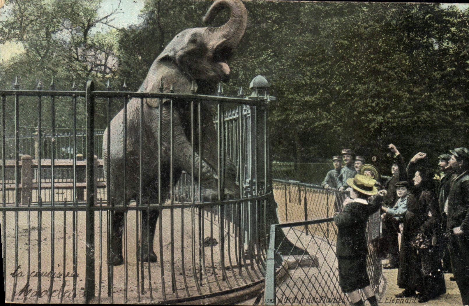 CPA Paris Jardin des Plantes L'elephant