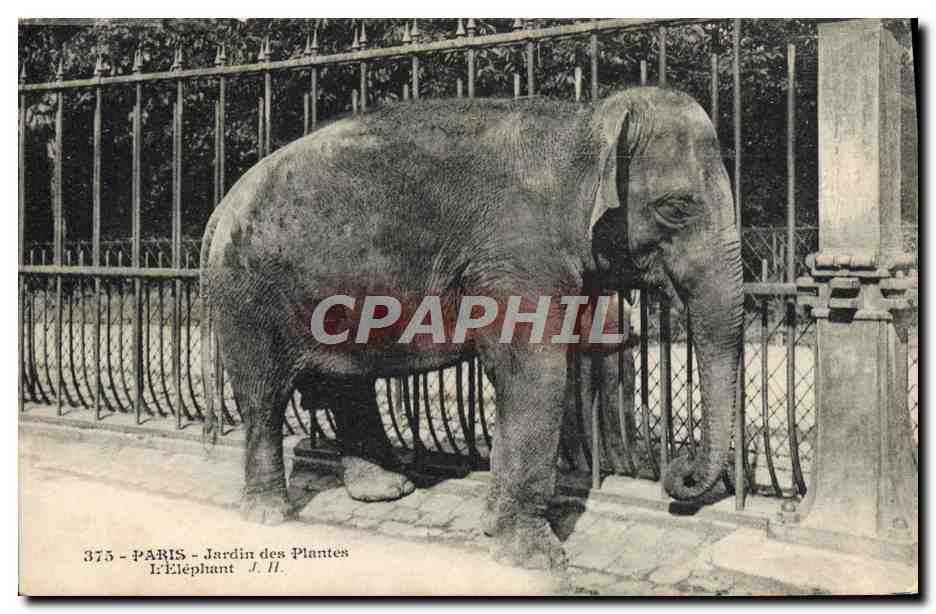 CPA Paris Jardin des Plantes L'elephant