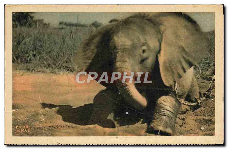 CPA Un jeune elephant au Tchad Afrique Equatoriale Francaise 