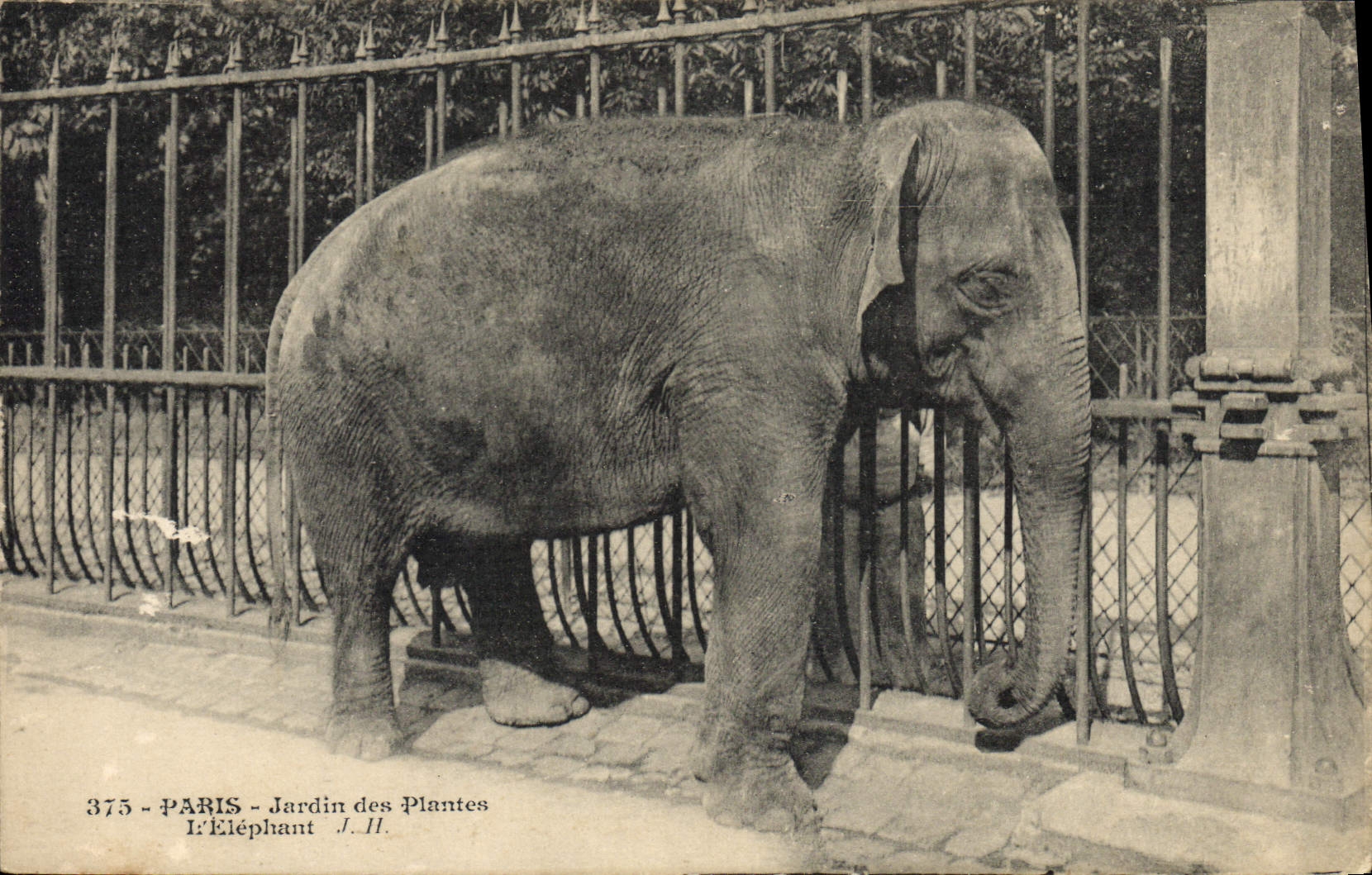 CPA Elephant Paris Jardin des plantes L'elephant