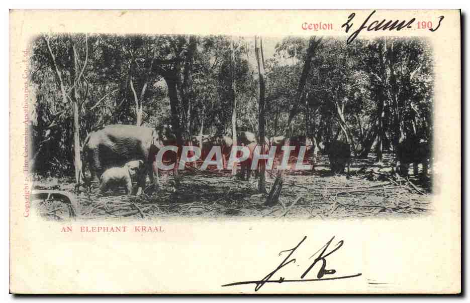 CPA Elephant An elepahnt Kraal Ceylon 