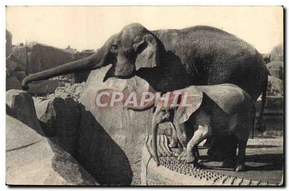 CPA Elephant Parc Zoologique du Bois de Vincenens Zoo Paris Micheline 