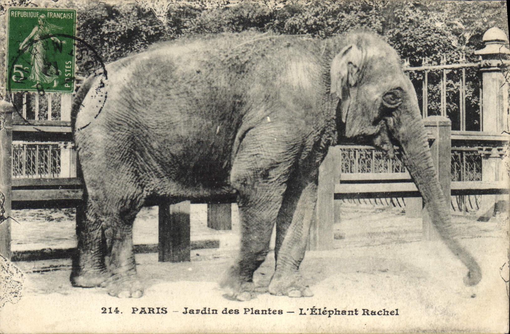 PARIS - Jardin des Plantes - L'Éléphant Rachel — éditeur L.P.M. Paris, n° 214