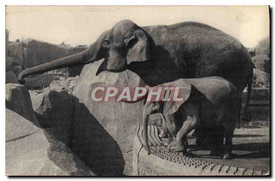 CPA Elephant Zoo Vincennes Paris 