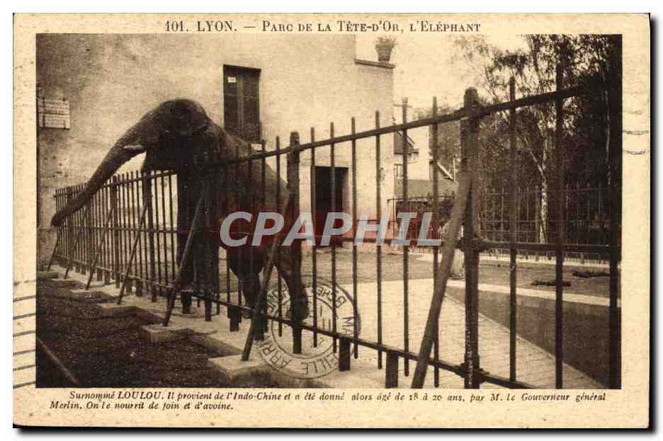 Lyon - Parc de la Tête-d'Or, L'Éléphant Loulou — éditeur X. Gontagny, n° 101