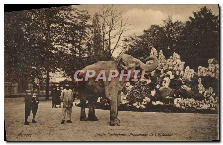 CPA Elephant Anvers Jardon zoologique Promenade de l'elephant 