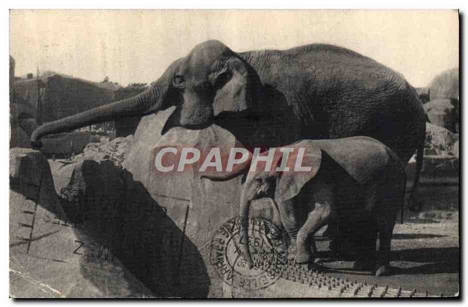 CPA Elephants Parc Zoologique du Bois de Vincennes Paris Asie et Michelin 