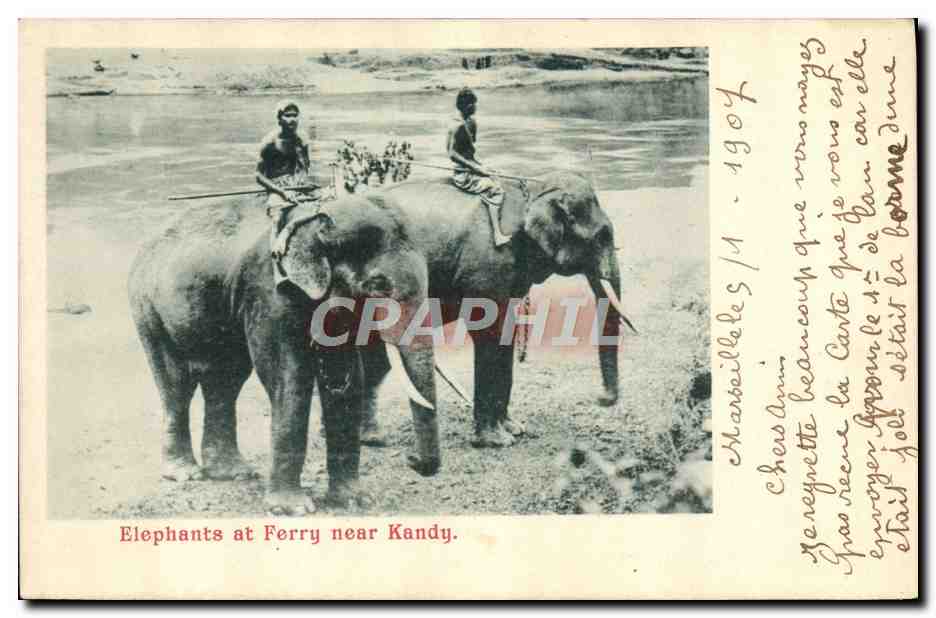 CPA Elephant Elephants at Ferry near Kandy 