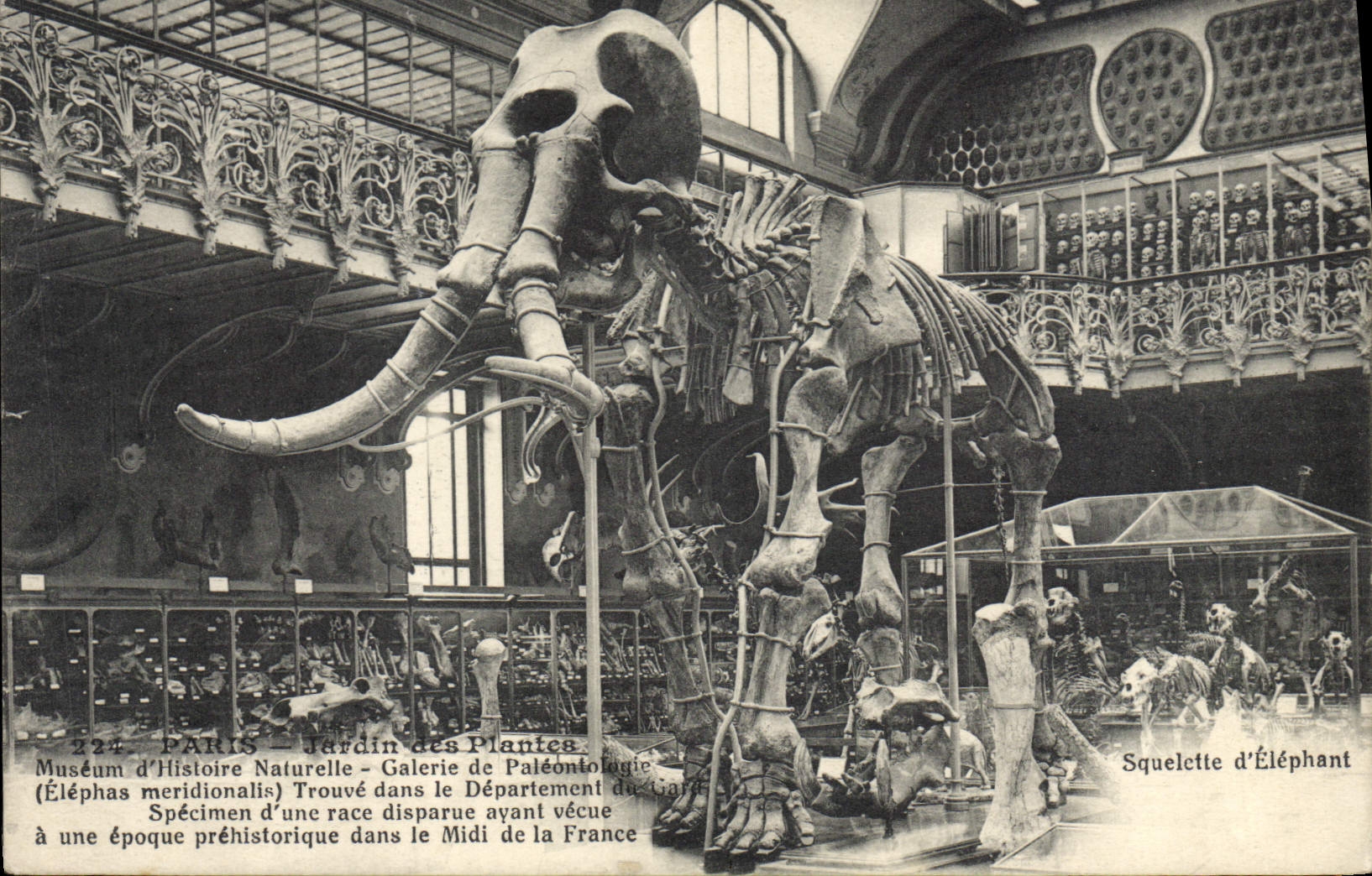 CPA Elephant Paris Museum d'histoire naturelle Paleontologie Squelette 