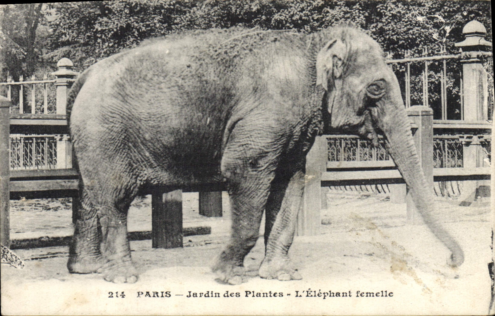 Paris - Jardin des Plantes - L'Éléphant femelle — Imp. Photo-Mécanique, n°214