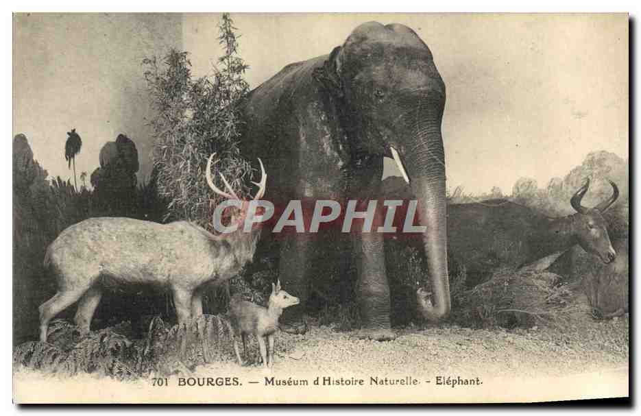 CPA Elephant Bourges Museum d'histoire naturelle Biche