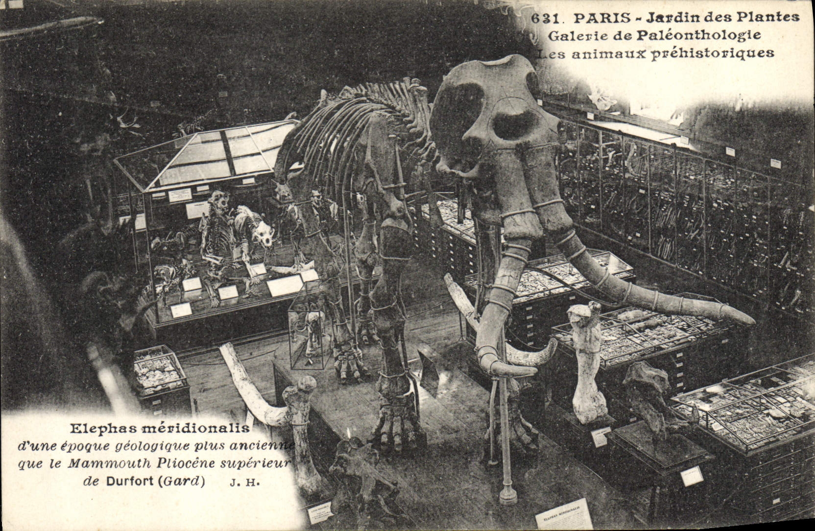 CPA Elephant Paris Jardin des Plantes Galerie de Paleonthologie Les animaux prehistoriques Mammouth
