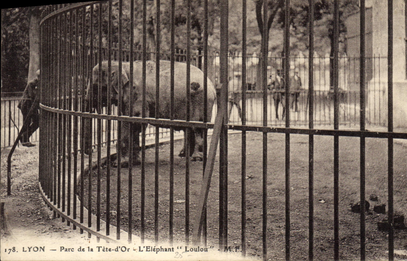 CPA Elephant Lyon Parc de la Tete d'Or l'elephant Loulou 
