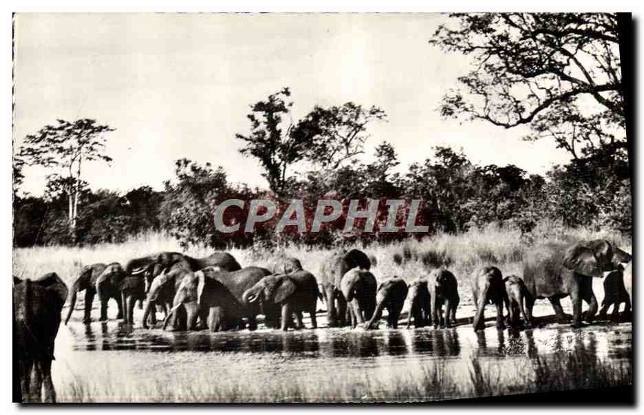 CPM Elephant Faune africaine Troupeau d'elephants
