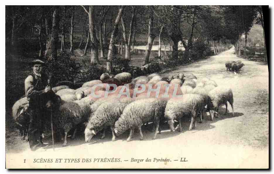 CPA Folklore Pyrenees Berger des Pyrenees Moutons