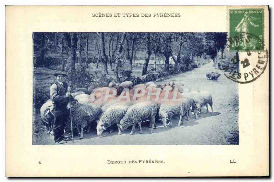 CPA Folklore Pyrenees Berger des Pyrenees Moutons 