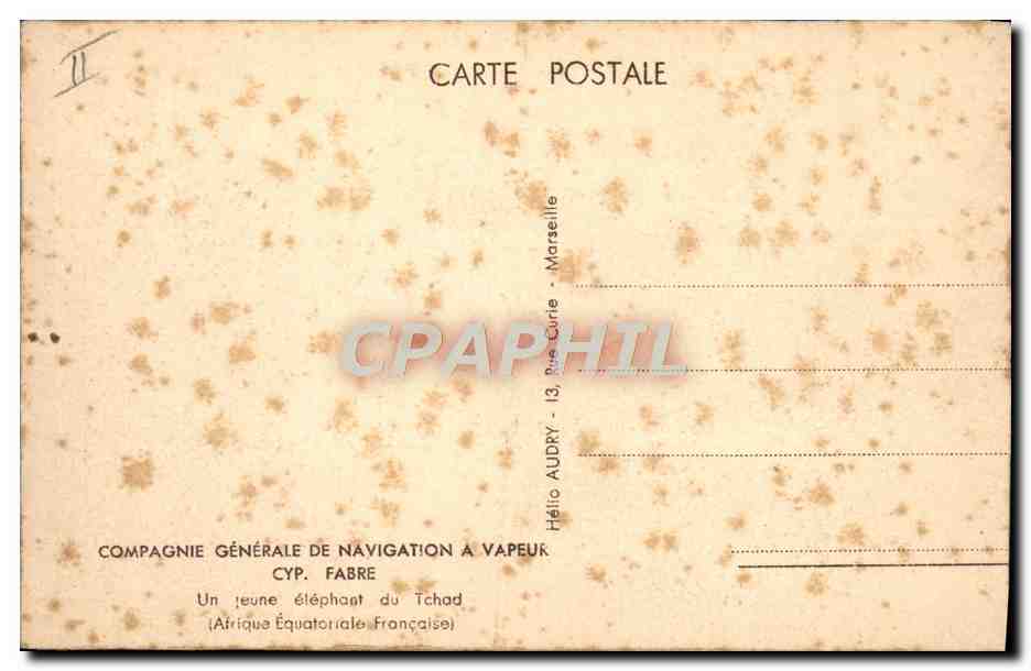 CPA Un jeune Elephant du Tchad Afrique Equatoriale Francaise — Rückseite