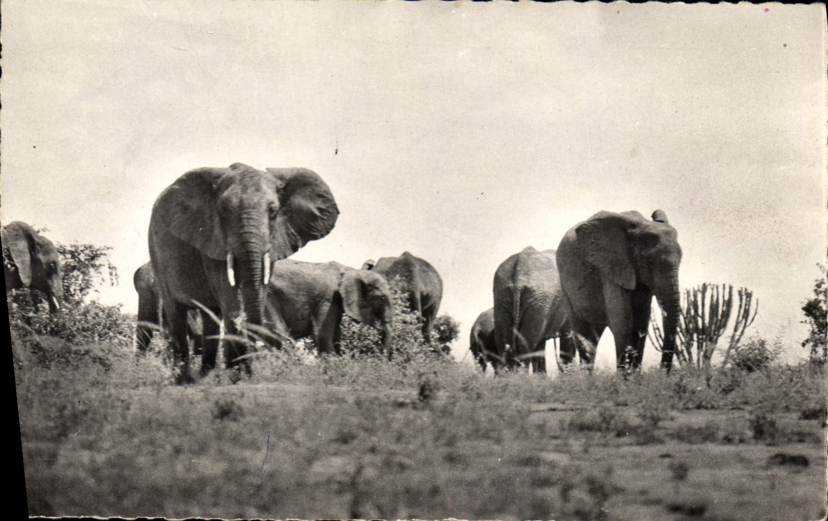 CPM Elephant Faune africaine Troupeau d'elephants