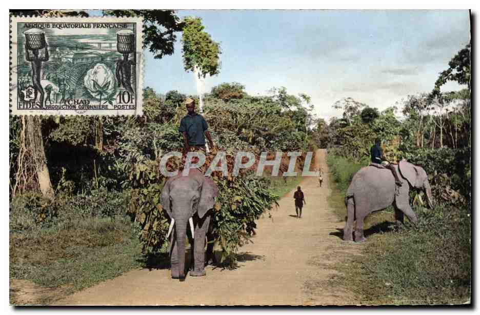 CPM Elephant Faune Africaine Dressage des elephants Afrique Equatoriale