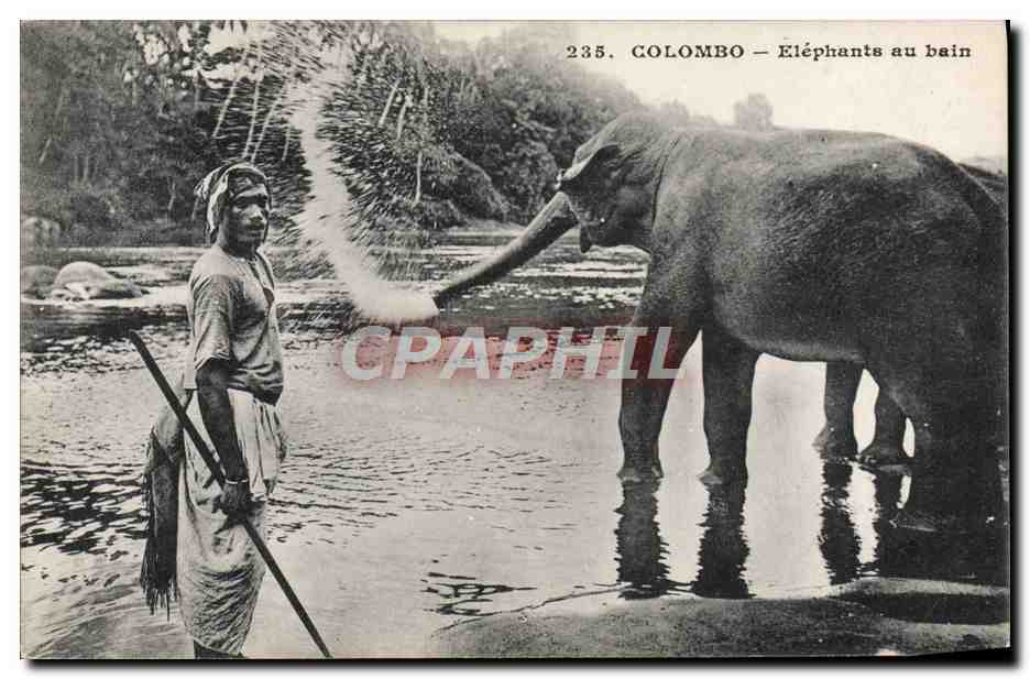 CPA Elephant Colombo Elephants au bain 