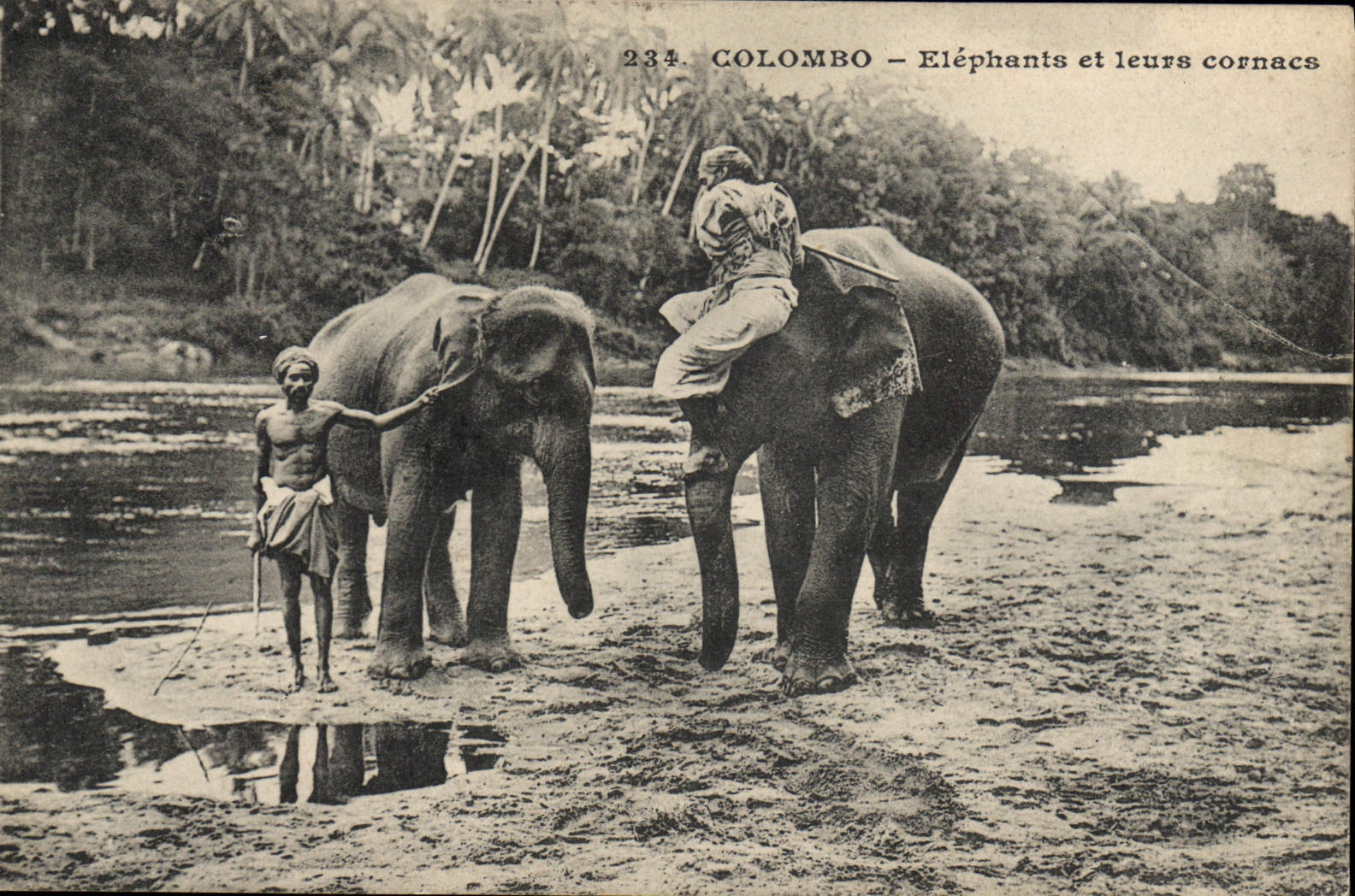 CPA Elephant Colombo Elephants et leurs cornacs