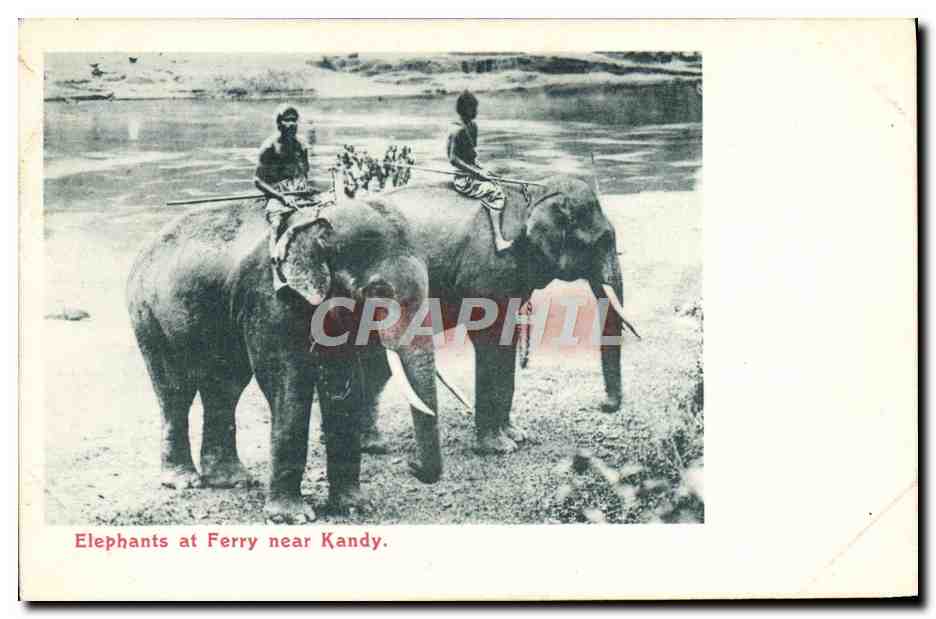 CPA Elephant Elephants at Ferry near Kandy 