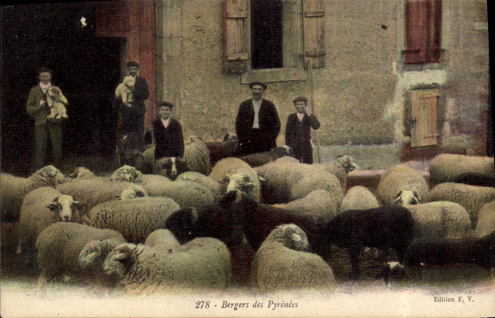 CPA Bergers des Pyrenees Moutons Chiens