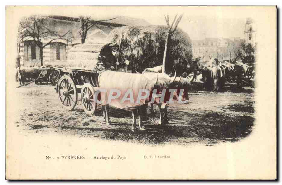 CPA Attelage du pays Pyrenees Boeufs