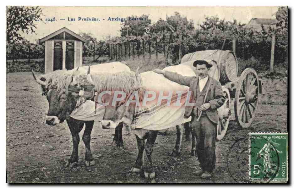 CPA Attelage Bearnais Pyrenees Boeufs 