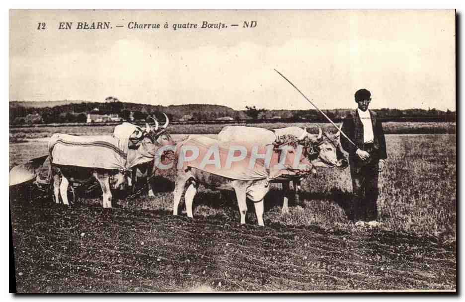 CPA Attelage En Bearn Charrue a quatre boeufs 