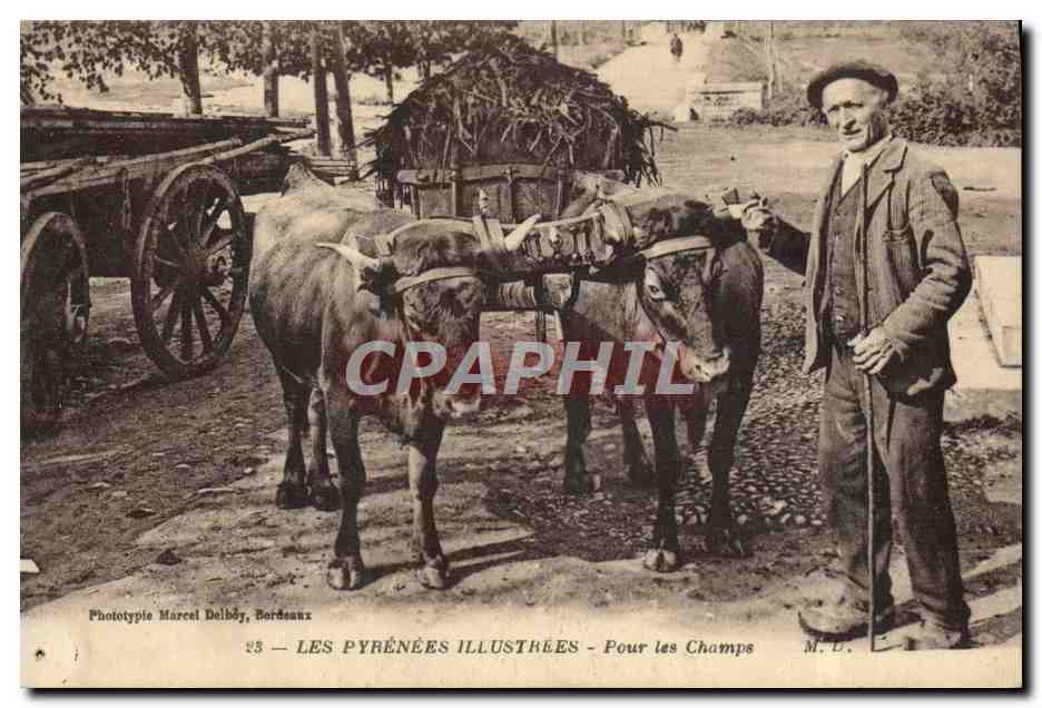 CPA Attelage Pyrenees Pour les champs Boeufs 