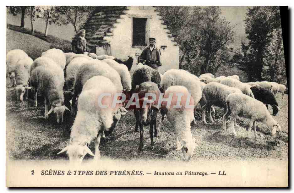 CPA Pyrenees Moutons en paturage 