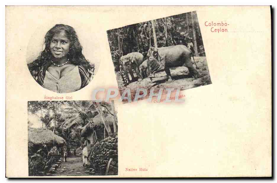 CPA Elephants Ceylon Colombo Singhalese girl 