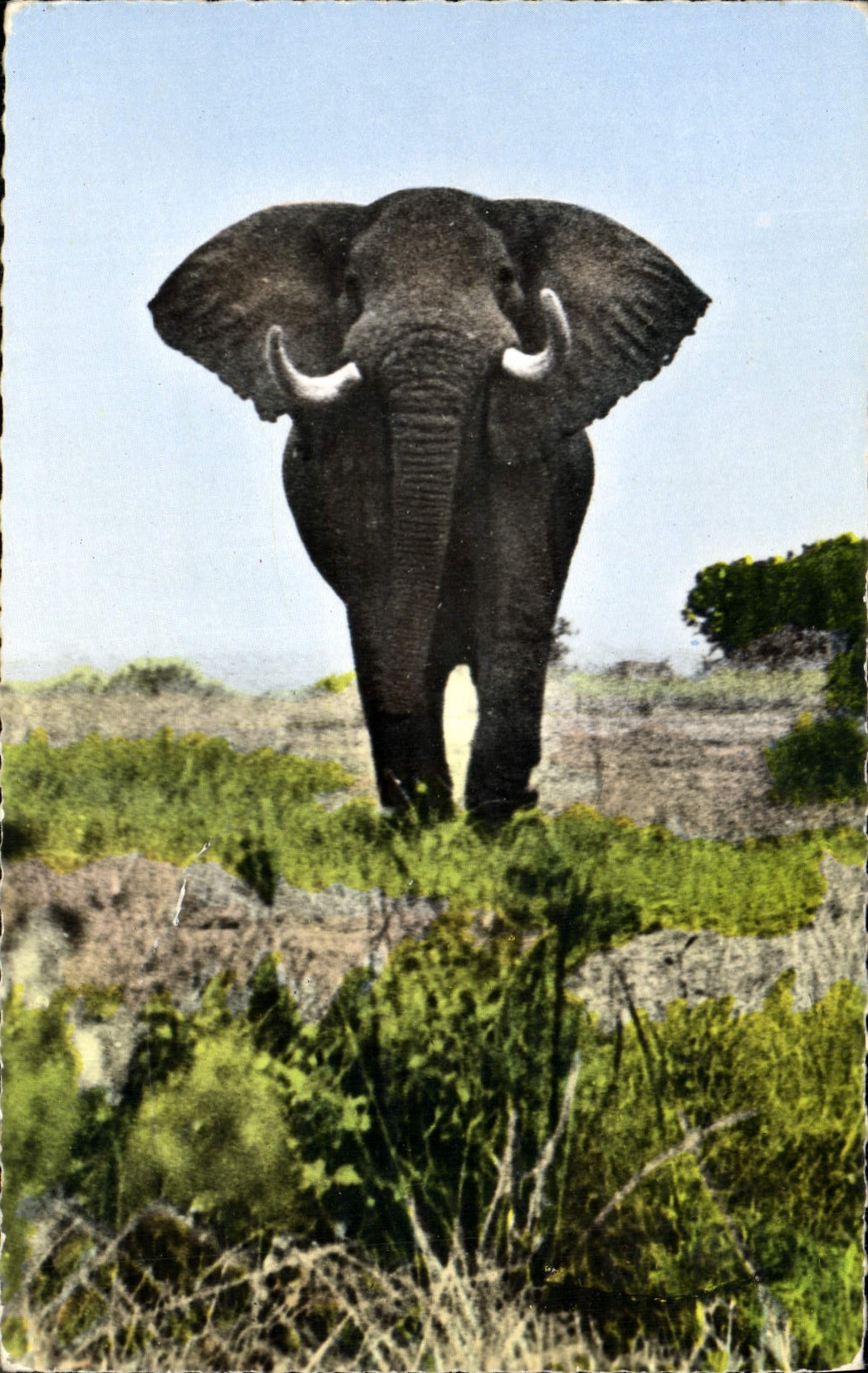 CPM Elephant pret a charger Faune africaine