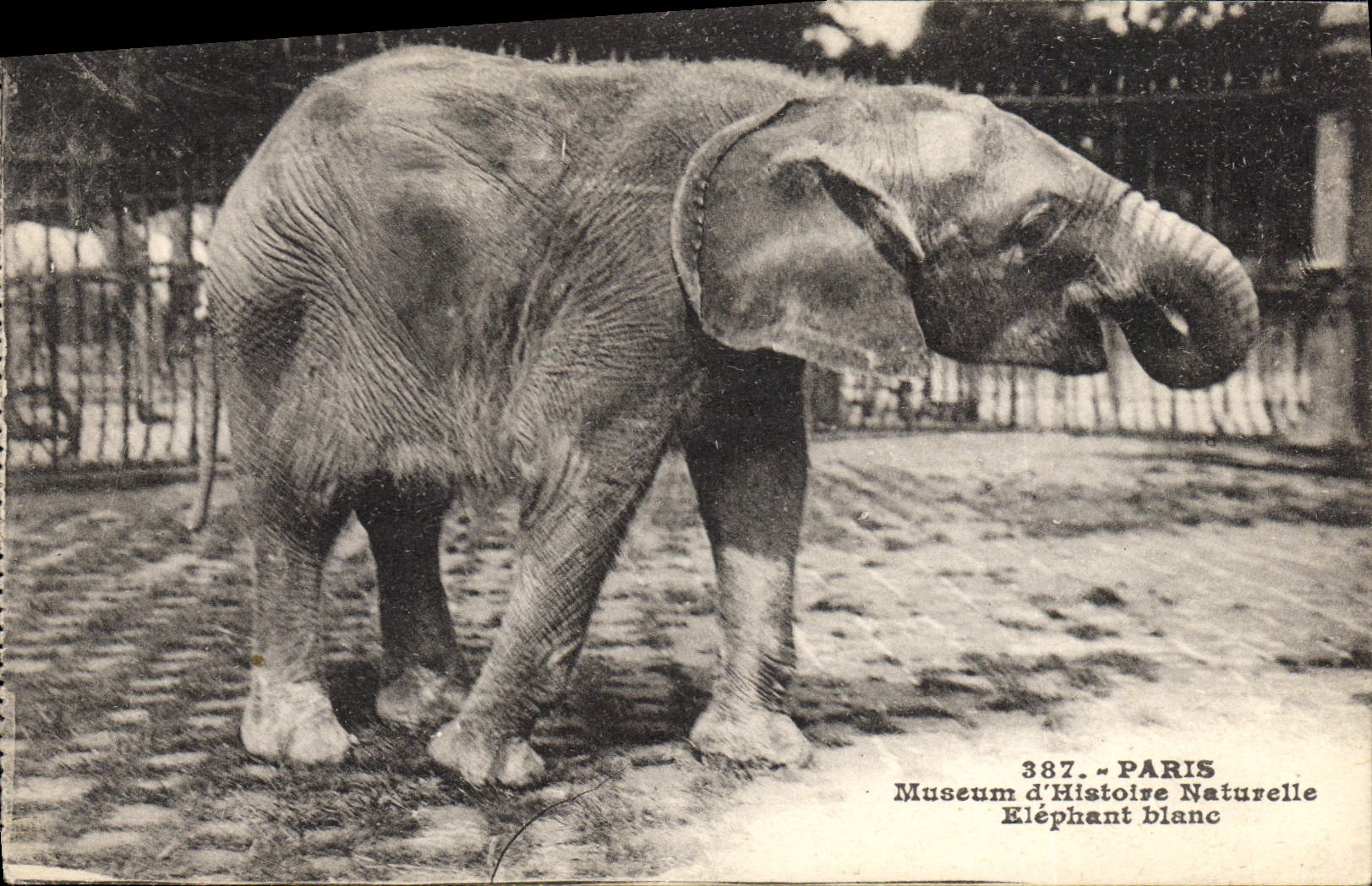 CPA Elephant Paris museum d'histoire naturelle Elephant blanc 